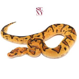 0.1 Fire RS Carbon Clown 25 18229