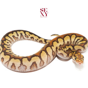 1.0 Spotnose mo rs clown 25 18231