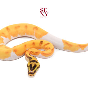 0.1 Super En OD vanilla pied 25 18235