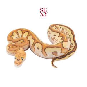 1.0 Carbon mo fire clown 25 18239