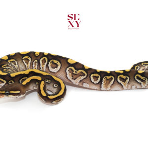 0.1 Carbon Hurricane Mo pos H Clown 25 18241