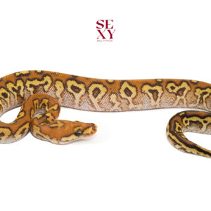 0.1 Carbon Hurricane spot mo clown 25 18243