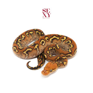 0.1 Carbon Hurricane Spot RS mo clown 25 18244