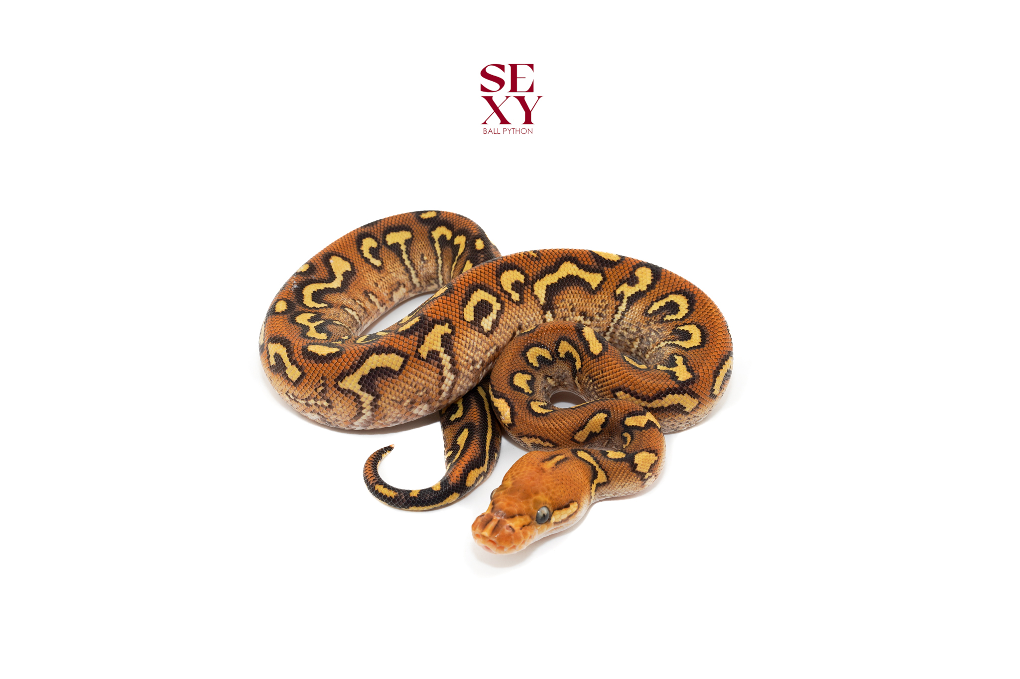 0.1 Carbon Hurricane Spot RS mo clown 25 18244