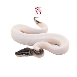 0.1 Vpi Axanthic Pied 25 19006