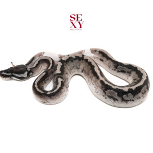 1.0  Vpi Axanthic Pied 25 19010