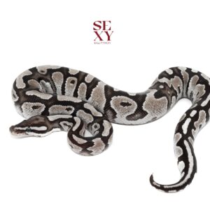 1.0 Fire Black Axanthic Het DG 100% 25 18167