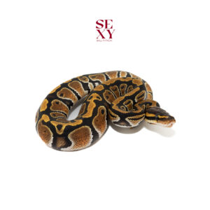 1.0 Cypress H Clown 25 16154