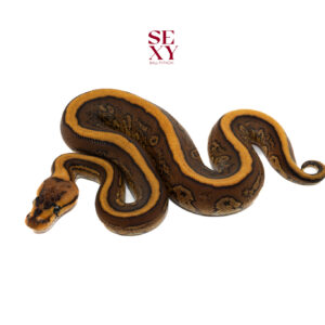 0.1 Cypress Rs H Clown 100% 25 16157