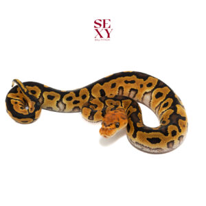 0.1 Lace RS Clown 25 16158