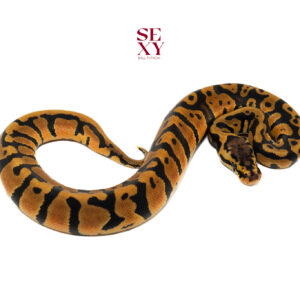 1.0 Confusion Pastel H Clown 100% 25 16165