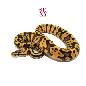 0.1 Confusion Firefly H Clown 100% 25 16172