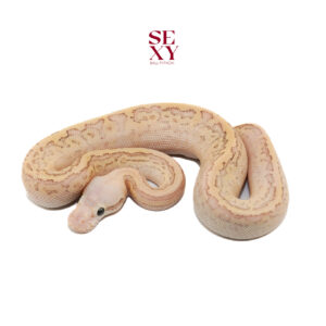 0.1 CG Hurricane Pin Fire Pas Lesser H Clown 100%  25 16180