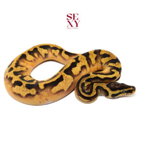 1.0 Enchi Pas Pied H Vpi Axanthic 100%  25 16184