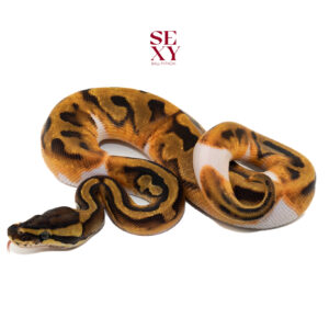 1.0 Enchi Pied H Vpi Axanthic 25 16185