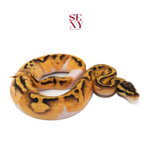 0.1 Enchi Pas Pied H Vpi Axanthic 100% 25 16188