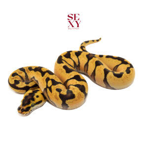 0.1 Super En Pas H Dg 100% Pos H Clown 25 16189