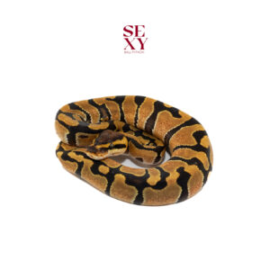 0.1 Enchi H DG 100% pos H Clown 25 16190