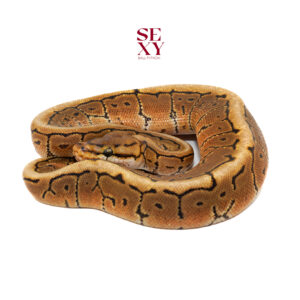 0.1 Spotnose Pin DH Albino Clown 100% 25 16198