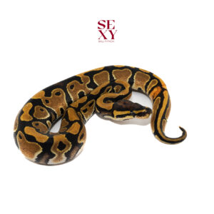 0.1 Dbl H Dg Clown 100% pos H Vpi axanthic 25 16200