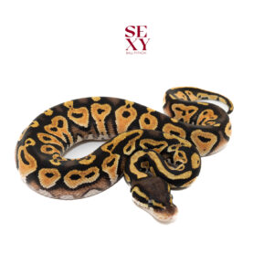 0.1 Hurricane Blaze Pastel H Clown 100%  25 16207