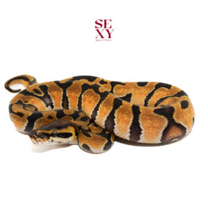 0.1 Enchi Blaze H Clown 100%  25 16209