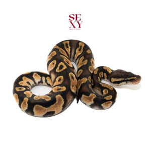 0.1 Chocolate OD Pas H Clown 100% 25 16215