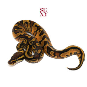 1.0 Hurricane Enchi Dbl H Clown Pied pos H Ghost 25 16226