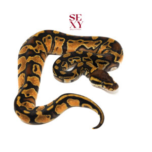 1.0 Hurricane Enchi Dbl H Clown Pied pos H Ghost 25 16227