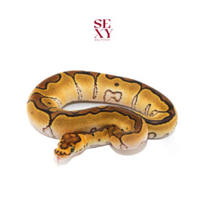 0.1 Lace Enchi RS Clown 25 16233