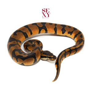 1.0 Confusion Enchi Mandarin pos H Clown 25 16237