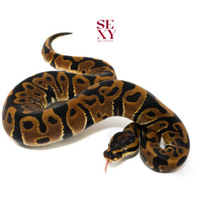 1.0 Leopard Mandarin Pos H Clown 25 16239