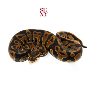 1.0 Leopard Mandarin Pos H Clown 25 16240