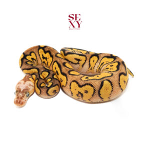 0.1 Wookie Pastel YB Clown 25 16243