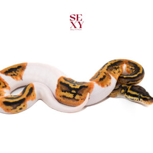 1.0 Pastel Hurricane Pied H Clown 100% pos H Ghost 25 16248