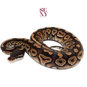 0.1 Cinnamon OD H Clown 25 16252