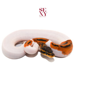 1.0 Stranger Pied H Clown pos H Ghost 25 16266