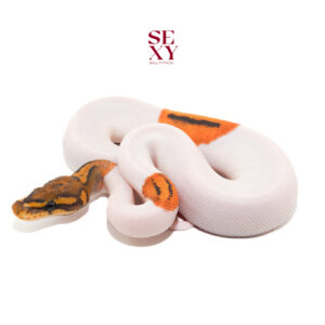 1.0 Stranger Ghost Pied H Clown 100% 25 16267