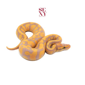 0.1 Confusion Leo CG H Albino Pied pos H Clown 25 16269