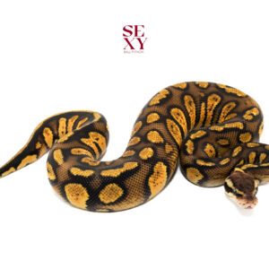 1.0 STRANGER YB PASTEL 66% H DG 25