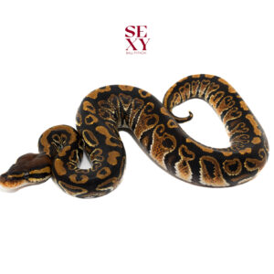 1.0 Hurricane H Clown pos H Ghost Albino 25 16284