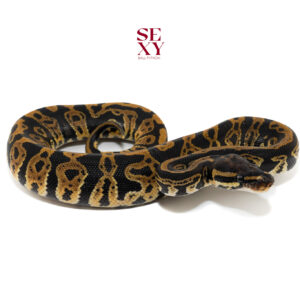 0.1 Confusion Hurricane H Clown pos H Ghost Albino 25 16286