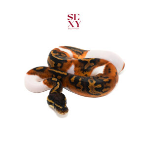 1.0 Hurricane Pied 25 16289