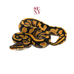 0.1 Hurricane OD YB Dbl H Clown Pied pos H Hypo 25 16299