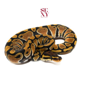 0.1 Dbl H DG Clown 100% 25 16303