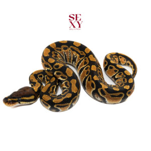 0.1 Hurricane Dbl H DG Clown 25 16305