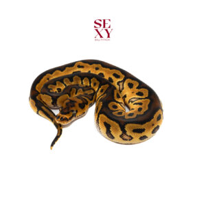 0.1 Hurricane Clown H Pied pos H Ghost 25 16308