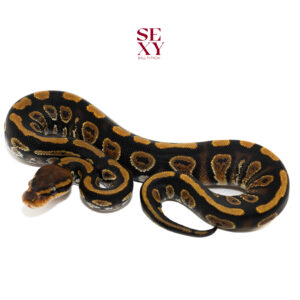 0.1 stranger Dbl H Clown Pied pos H Ghost 25 16309