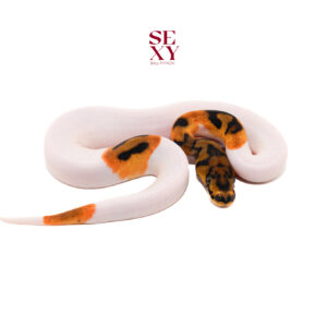 0.1 Stranger Clown Pied pos H Ghost 25 16310