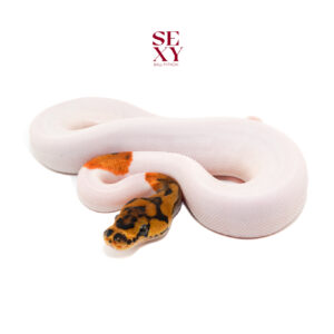 0.1 Clown Pied pos Hurricane H Ghost 25 16311